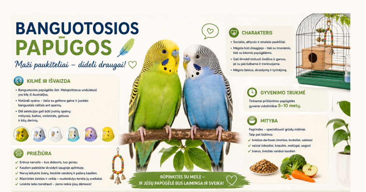 Banguotosios papūgos