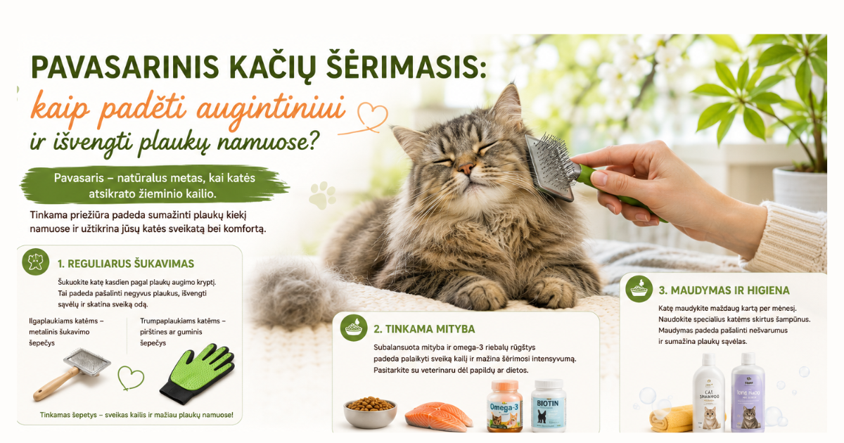 Pavasarinis kačių šėrimasis: kaip padėti augintiniui ir išvengti plaukų namuose?