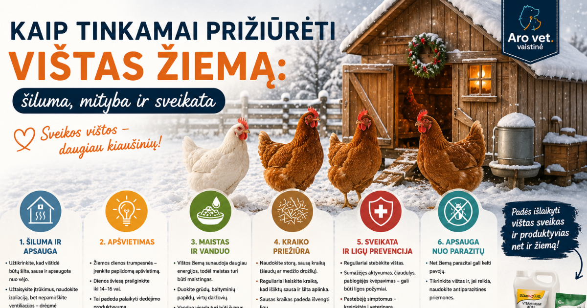 Kaip tinkamai prižiūrėti vištas žiemą: šiluma, mityba ir sveikata