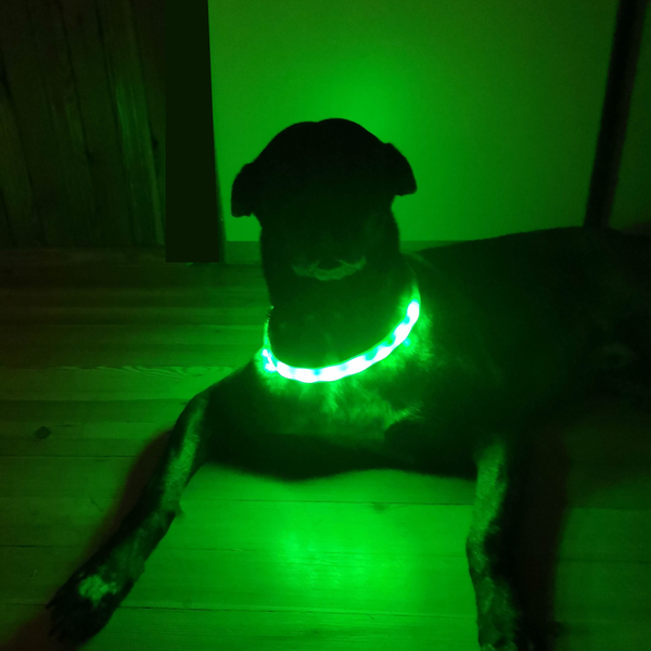 Neoninės spalvos šviečiantis antkaklis 65cm šunims